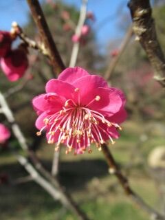 ウメご五節の舞-花130