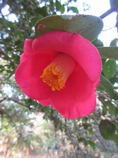 ツバキF110305b-04