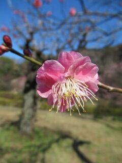 ウメと唐梅-花059