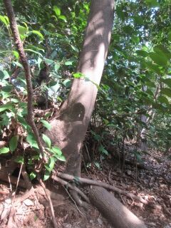 ツバキF100405a-pj01