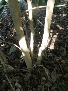 ツバキF140806a-幹01