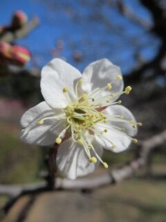 ウメぎ玉英-花87