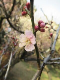 ウメこ紅冬至-花063