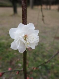 ウメと塒出の鷹枝垂-花54