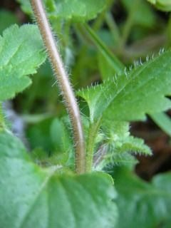 オオイヌノフグリの花と葉と枝 好奇心の植物観察 オオイヌノフグリの花と葉と枝 好奇心の植物観察