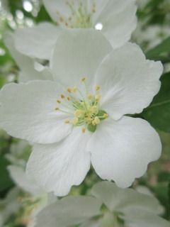 ツクシカイドウの白い艶 好奇心の植物観察