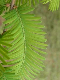 メタセコイアの不等葉 好奇心の植物観察 メタセコイアの不等葉 好奇心の植物観察