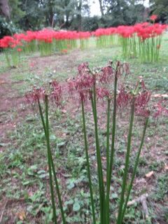 ヒガンバナ-花期混在025