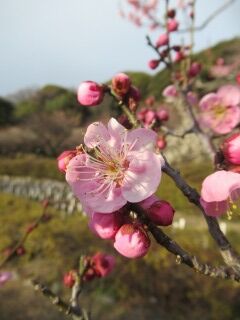 ウメみ道知辺-花098