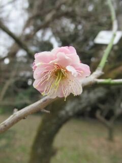 ウメと塒出の鷹-花065