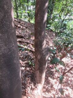 ツバキF100405c-pj01