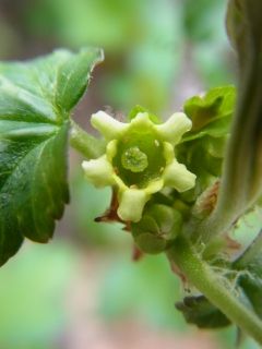 ヤブサンザシは雄株にも実が稔る : 好奇心の植物観察