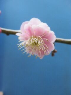 ウメふ藤牡丹枝垂-花026