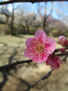 ウメも守の関-花068