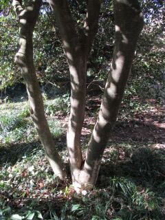 ツバキF131009c-幹01