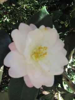 ツバキし春曙光-花071