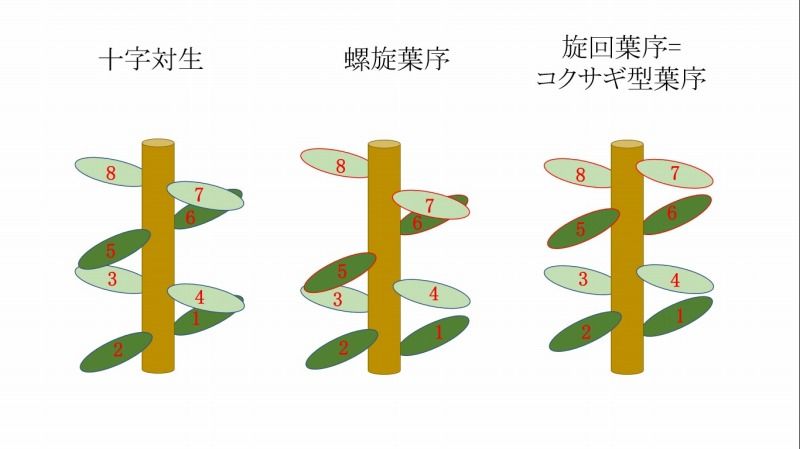 アケボノスギの螺旋葉序が語る 好奇心の植物観察