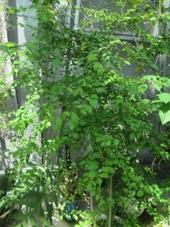 キバナヨウラクカズラ-樹形006