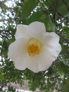 ツバキF131004a-38