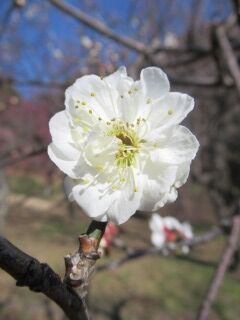 ウメみ明星-花86