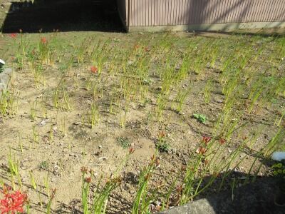 結縁寺　印西市002