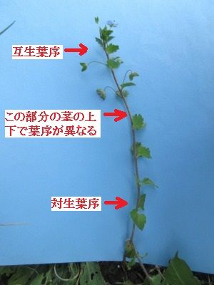 オオイヌノフグリの花と葉と枝 好奇心の植物観察 オオイヌノフグリの花と葉と枝 好奇心の植物観察