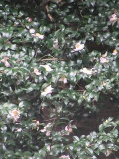 サザンカE141008b-花20