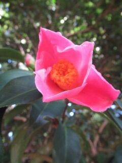 ツバキき菊月-花046