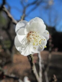 ウメや八重野梅05
