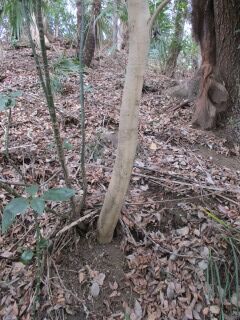 ツバキF130301-幹01