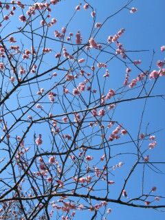 ウメこ古金欄-花057