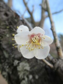 ウメせ雪月花-花068