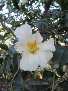 ツバキし昭和侘助-花50