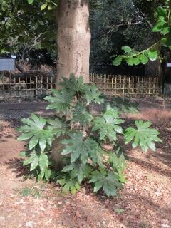 ヤツデ・タラヨウ01