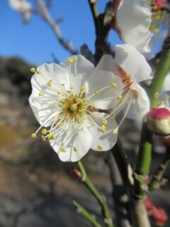 ウメこ甲州最少-花43