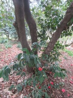 ツバキF150508-幹001