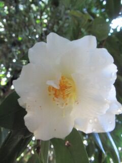 ツバキだ大城冠-花062