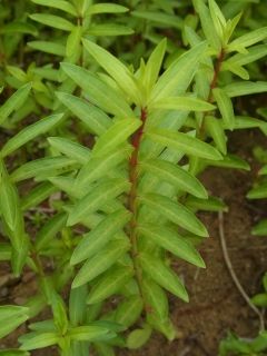 草本での十字対生から螺旋葉序への変化 好奇心の植物観察