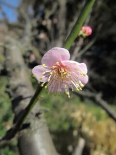 ウメす酔月-花074