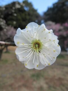 ウメげ月宮殿-花76