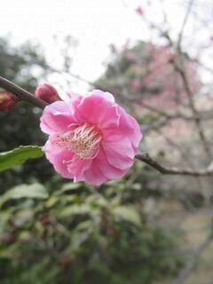 ウメか寒衣-花088