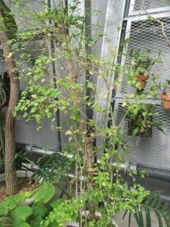 キバナヨウラクカズラ-樹形008