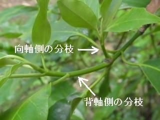向背