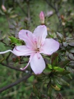 秋に咲くツツジ : 好奇心の植物観察