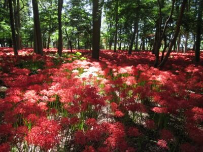 祖光院　松戸001