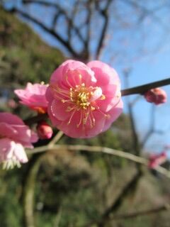 ウメや八重寒紅-花031