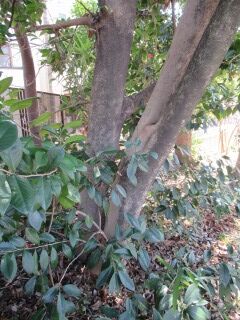 ツバキF150110-幹06