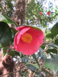 ツバキF100503d-01