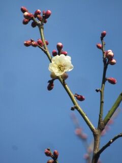 ウメや八重海棠-花051