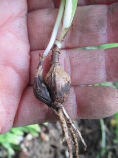 ヒガンバナは球根の大きさと関係なく分球する : 好奇心の植物観察